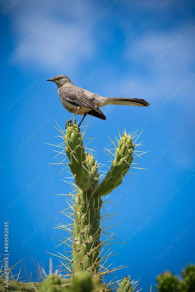 Fototapeta premium bird on a green cactus