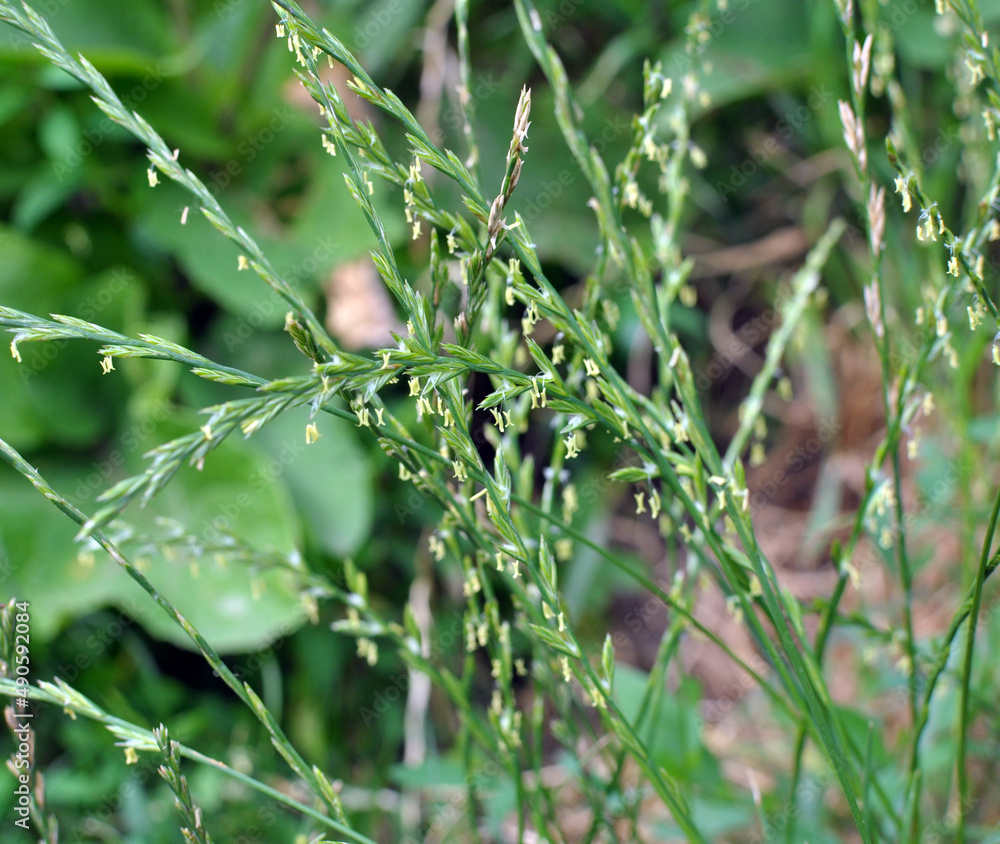 In nature, grows fodder grass ryegrass (Lolium). In nature, grows fodder grass ryegrass (Lolium).