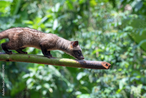 Close up photo of Asian palm civet photo