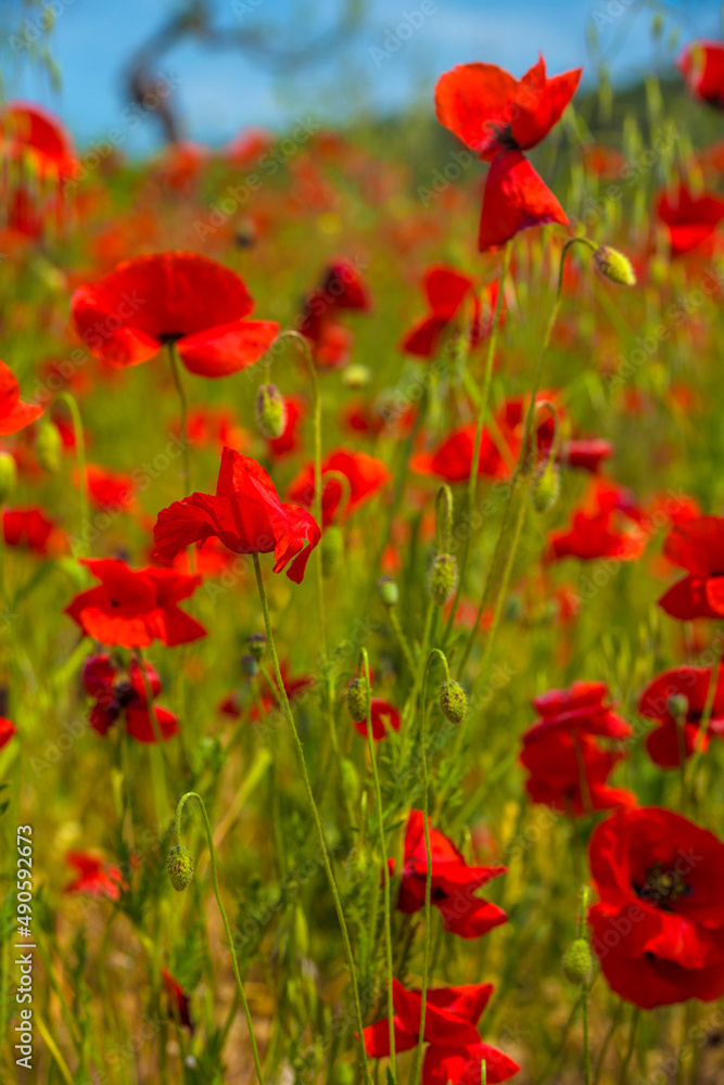 red poppies in spring on a sunny day among the green grass