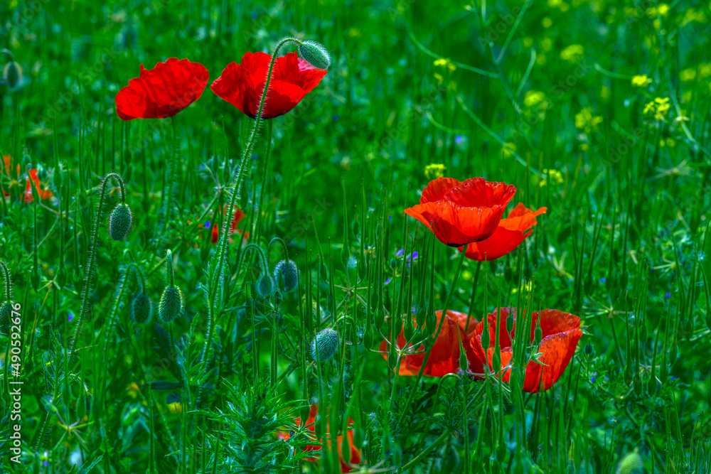 Obraz premium red poppies in spring on a sunny day among the green grass