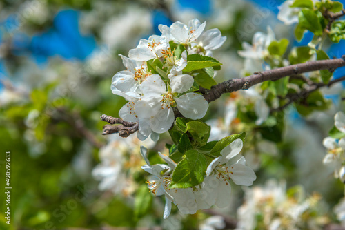 Quadro em tela blooming apple tree against the blue sky