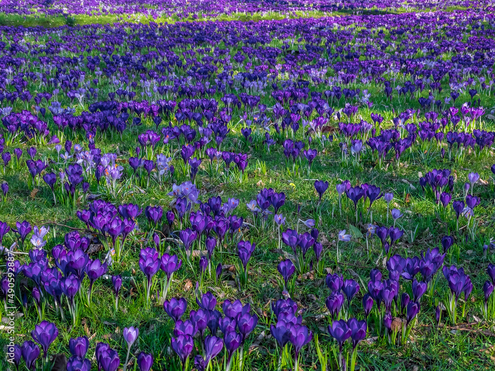 Fototapeta premium Spring flowers in park