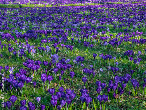 Spring flowers in park © Hristo Shanov