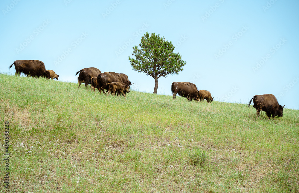 buffalo grazing on the side of a hill