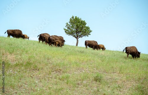 buffalo grazing on the side of a hill