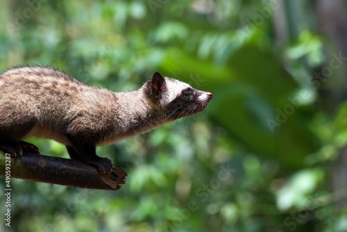 Close up photo of Asian palm civet photo