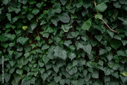 Ivy wall texture. Decorative natural natural background of evergreens. The concept of ecology, nature protection, Earth Day. Oxygen release, green plants leaf structure. Layout for eco banner design