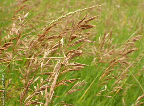Cereal grass bromus grows in nature