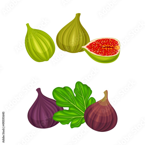 Fresh ripe fig fruit set. Green and purple delicious tropical fruit vector illustration