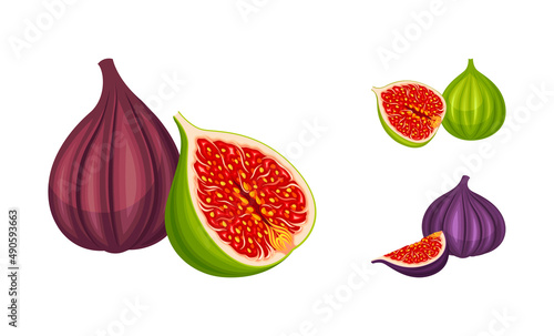 Fresh green and purple fig fruit set. Delicious organic tropical fruit vector illustration