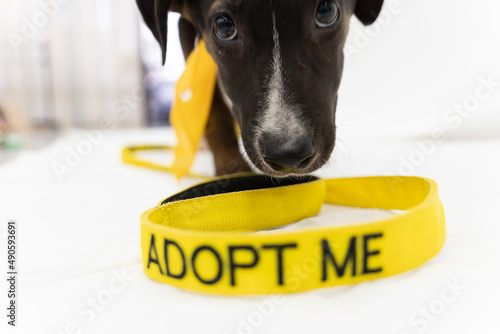 Fotografi adopt a pet animals and scene