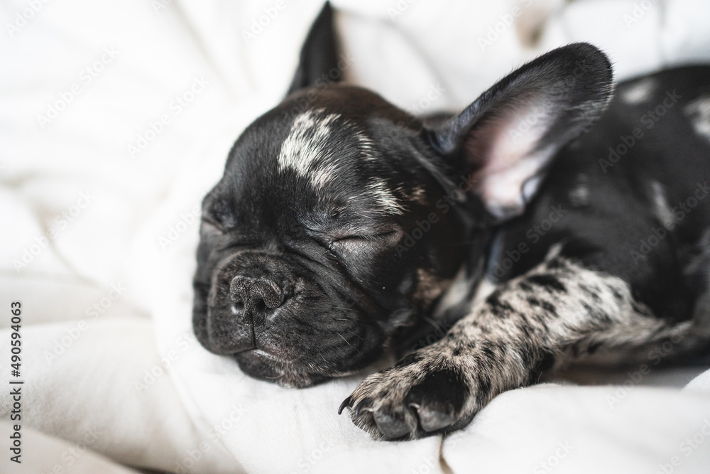 sleeping black and white french bulldog puppy on the white blanket sleeping black and white french bulldog puppy on the white blanket