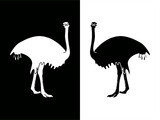 high-contrast card with monochrome ostrich