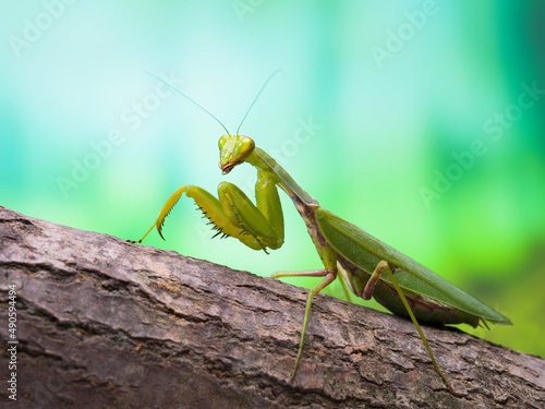 A close up view of a praying mantis (Mantodea) on a wood table in the spring. 