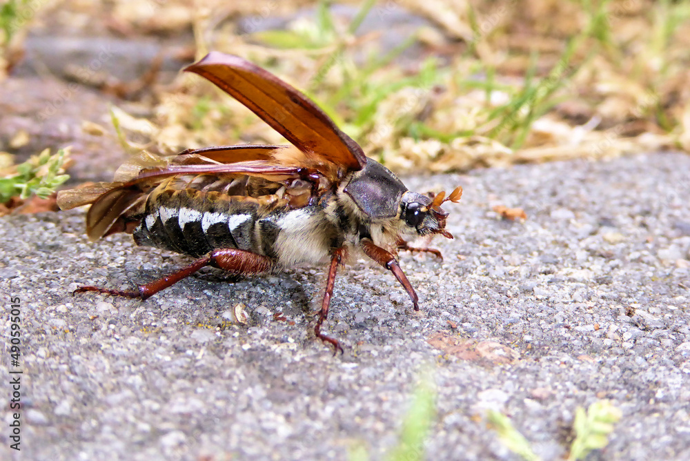 Verletzter aufgeblähter großer Maikäfer im Garten. Fliegendes Insekt mit offenen Flügeln. Käfer im Begriff zu fliegen. Flugstart im Freien. Auf geht's. Abgerissene Flügel. Imposanter Juni Käfer. Bug. Verletzter aufgeblähter großer Maikäfer im Garten. Fliegendes Insekt mit offenen Flügeln. Käfer im Begriff zu fliegen. Flugstart im Freien. Auf geht's. Abgerissene Flügel. Imposanter Juni Käfer. Bug.