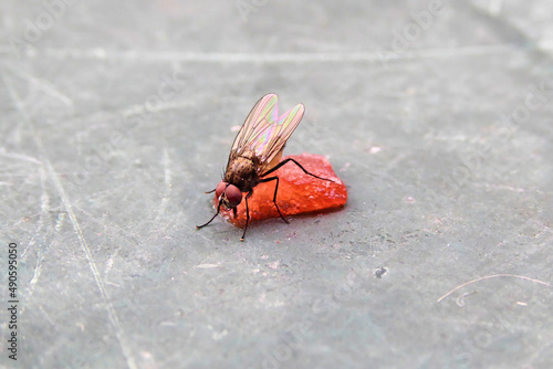 Makro-Nahaufnahme einer gefräßigen Fliege auf einem kleinen Stück roter Wassermelone. Lecker Wassermelone lutschen. Close up of a fly sitting on a juicy red water melon. photo