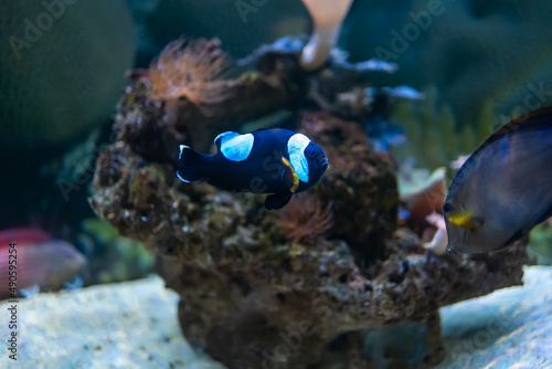 clown fish swims in an aquarium with lights and other fish