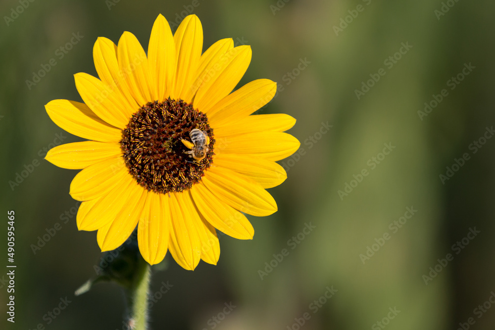 Close-up of sunflower with natural blurred background and a bee with pollen on the blossom. Close-up of sunflower with natural blurred background and a bee with pollen on the blossom.