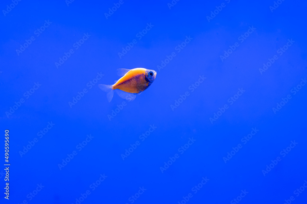 Naklejka premium exotic ternetii fish swim in their aquarium