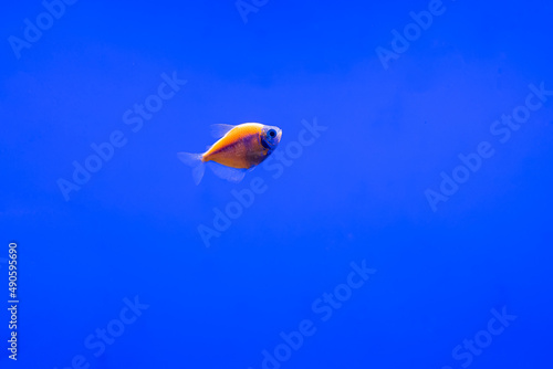 Fototapeta Naklejka Na Ścianę i Meble -  exotic ternetii fish swim in their aquarium