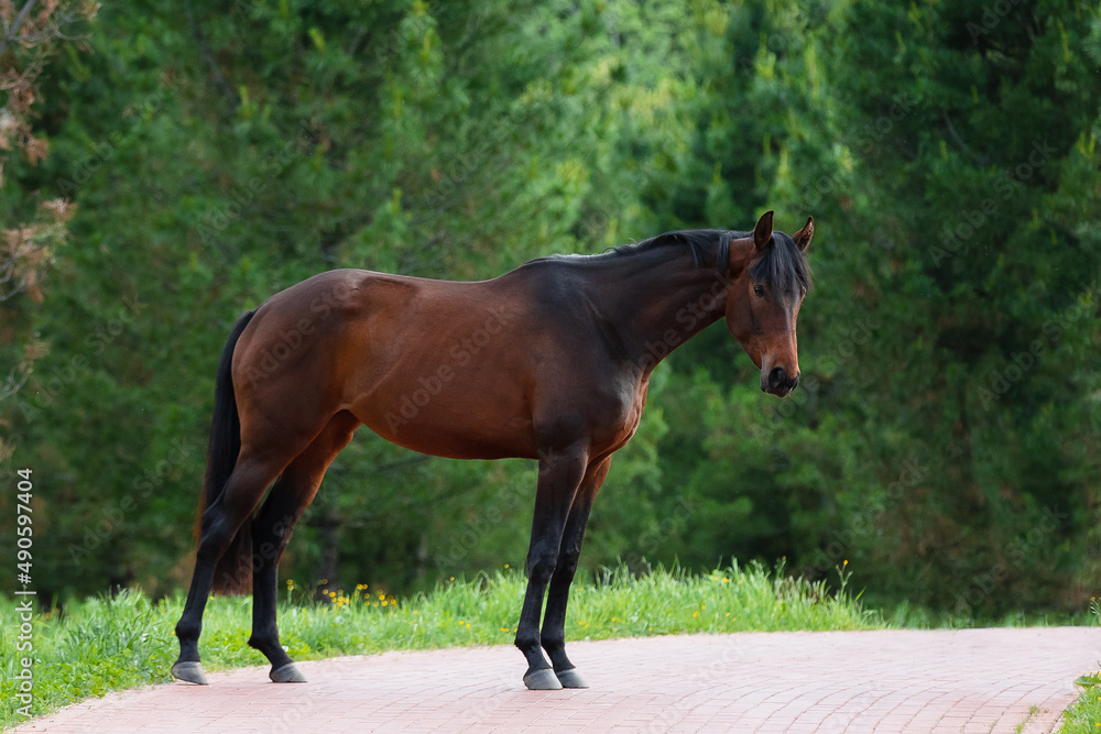 Chestnut horse with a long mane stands on natural summer background, profile side view, exterior Chestnut horse with a long mane stands on natural summer background, profile side view, exterior