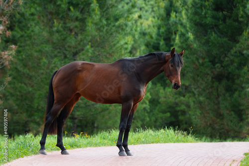 Chestnut horse with a long mane stands on natural summer background, profile side view, exterior 