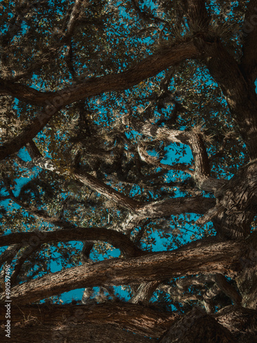 cielo azul a través de las ramas de un roble  photo