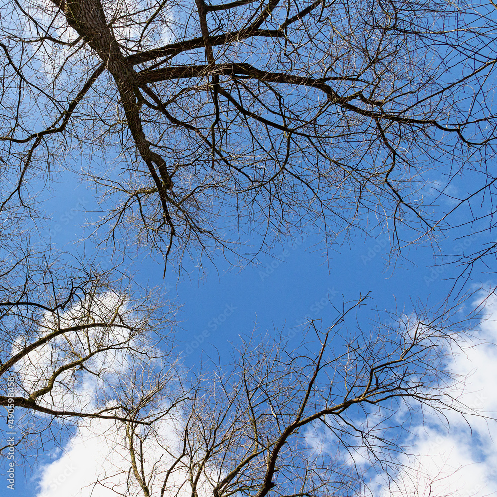 bottom view of bare leafless tree branches against a blue sky with white clouds bottom view of bare leafless tree branches against a blue sky with white clouds