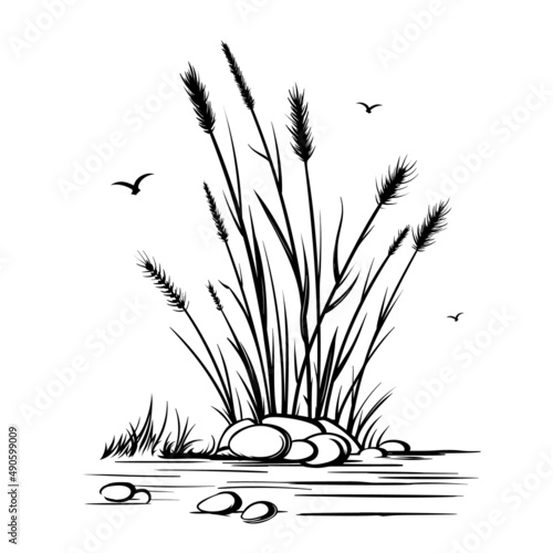 Vector black outline drawing. Desert steppe plants, feather grass, bushes, algae, pampas bunches. Nature, prairie landscape