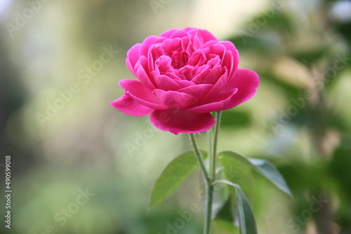 Single rose flower in the home garden