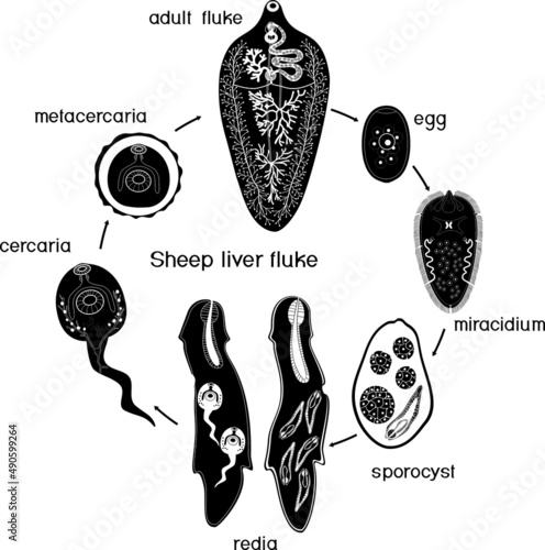 Black silhouette of with Life cycle of Sheep liver fluke (Fasciola hepatica) isolated on white background