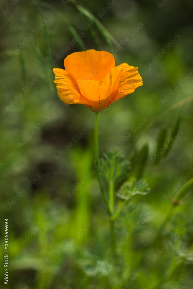 Fototapeta premium The California poppy (lat. Eschscholzia californica), of the family Papaveracea. Central Russia.