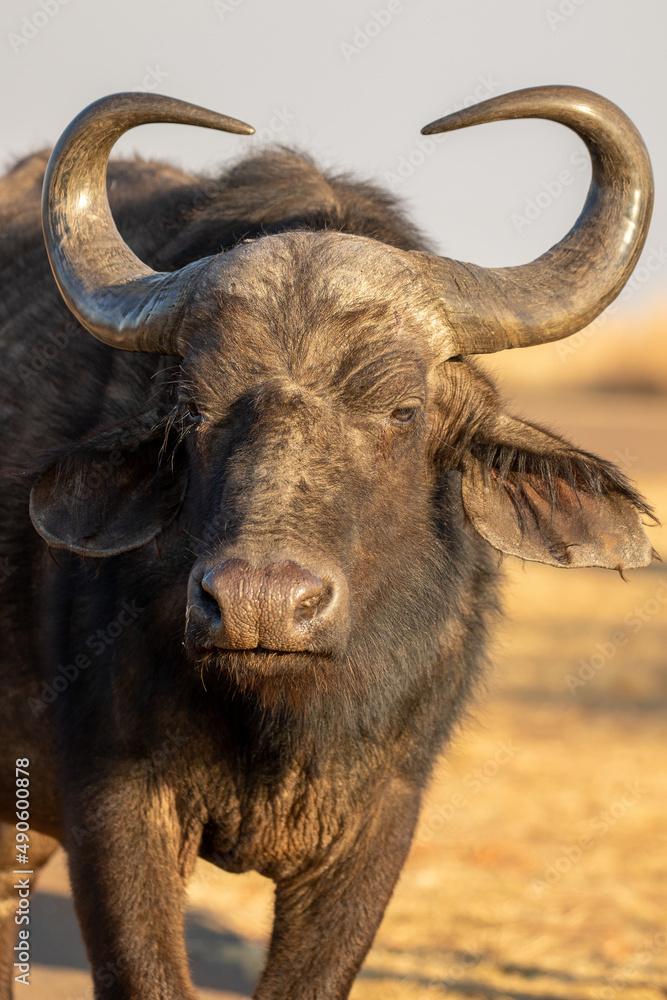 African buffalo, Kruger National Park African buffalo, Kruger National Park