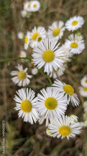 Photo of white chamomile closeup background