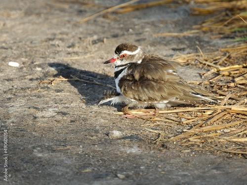 Ein Dreiband-Regenpfeifer (Charadrius tricollaris) mit einem Jungvogel, Tansania. photo