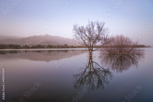 Árbol solitario en un lago