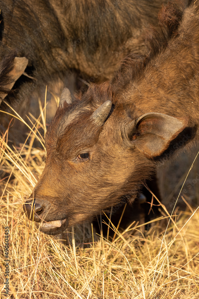 Fototapeta premium African Buffalo calf, Kruger National Park