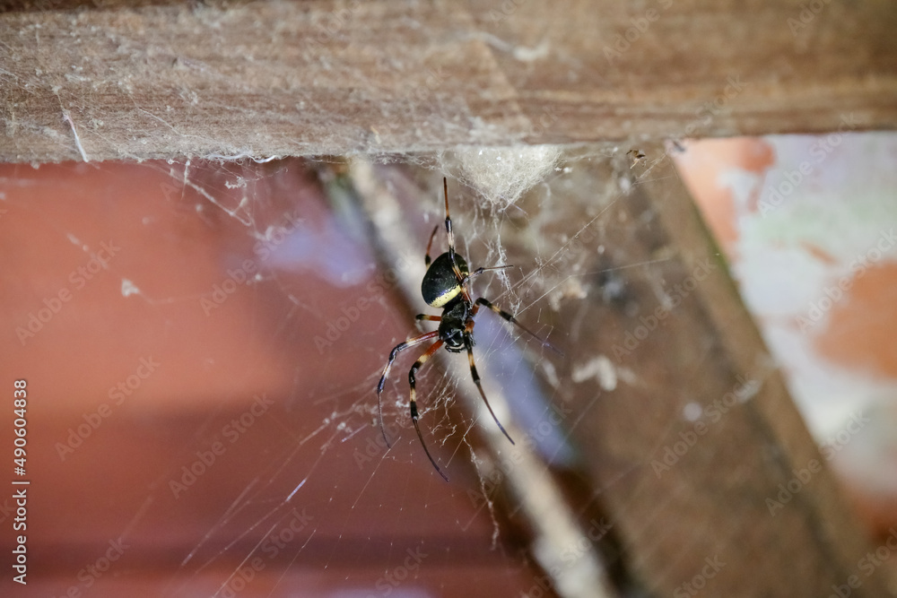 Obraz premium Spider on the roof with web on the walls.