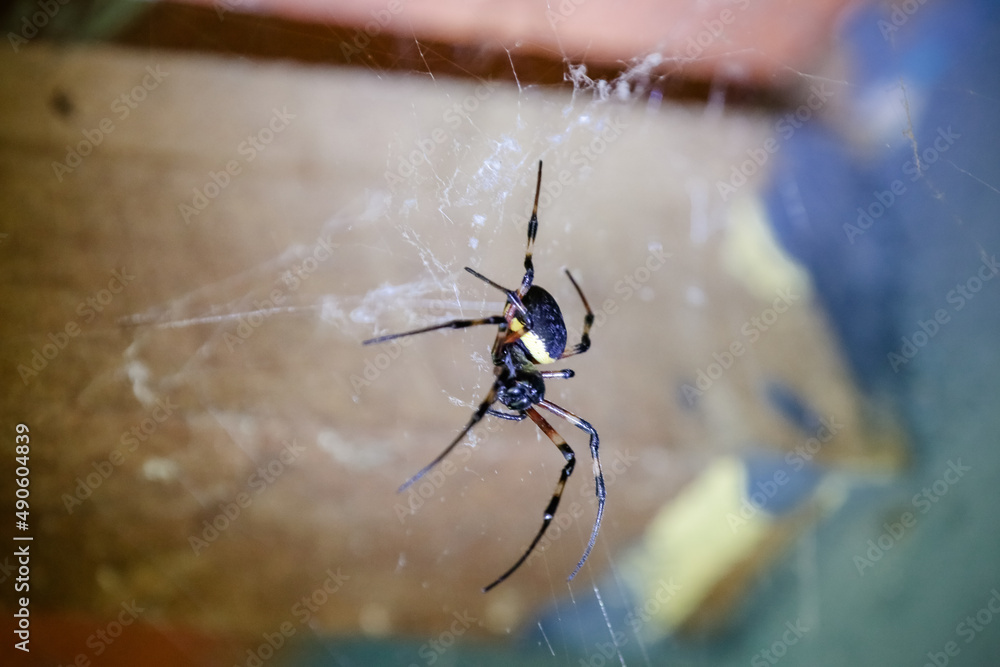 Obraz premium Spider on the roof with web on the walls.