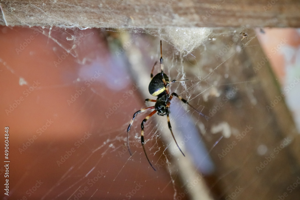 Obraz premium Spider on the roof with web on the walls.
