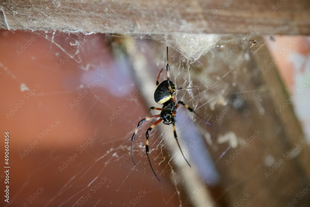 Obraz premium Spider on the roof with web on the walls.