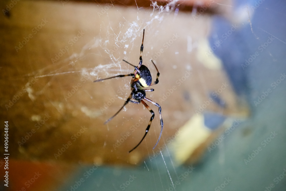 Fototapeta premium Spider on the roof with web on the walls.