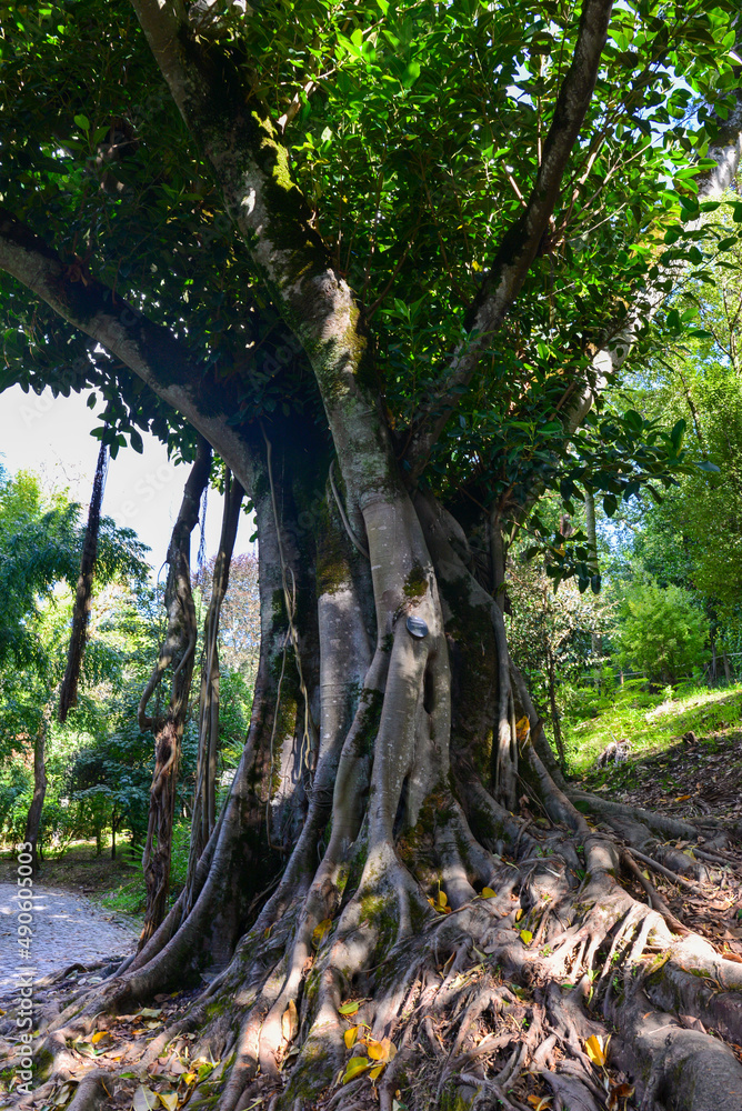 Fototapeta premium Großblättrige Feige (Ficus macrophylla) in Coimbra, Portugal