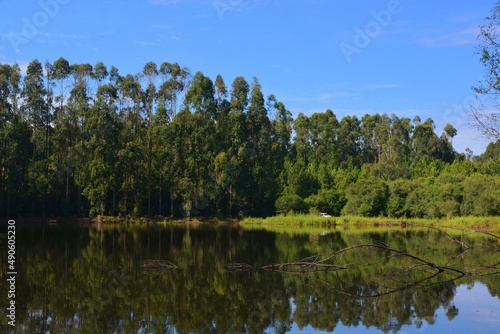 Floresta de Eucalipto com Lagoa photo