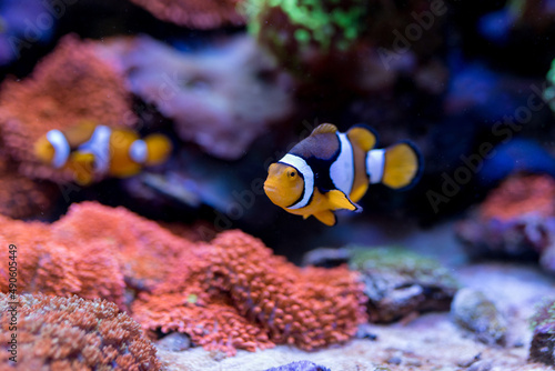 Amphiprion percula , red sea fish in Home Coral reef aquarium. Selective focus.