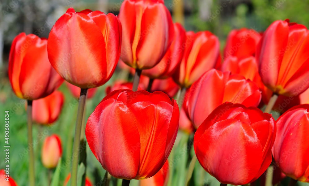 Red tulips in the spring garden. Wide photo. Red tulips in the spring garden. Wide photo.