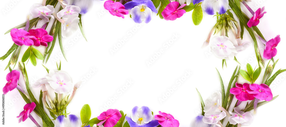 Pattern of phlox and violets isolated on white. Wide photo. There is a place for the text of congratulations. Pattern of phlox and violets isolated on white. Wide photo. There is a place for the text of congratulations.