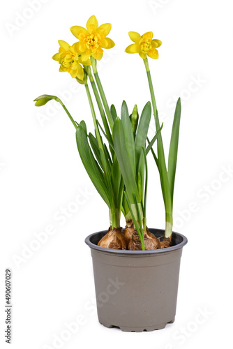 Spring flower plant 'Narcissus Clamineus Tete Boucle'  in bloom in flower pot on white background