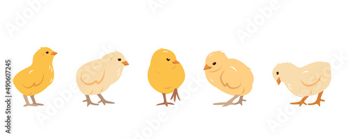 Billede på lærred Collection of little chicken birds in different poses